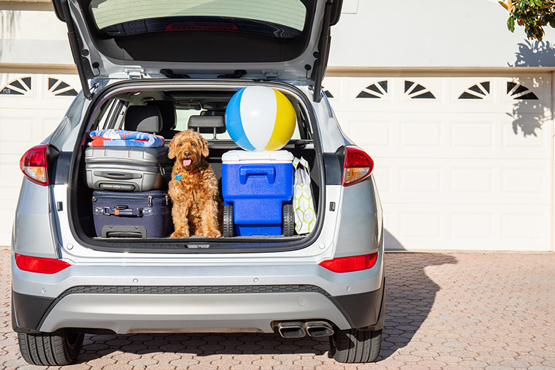 New auto loan refinance on car ready for summer travel with cute golden doodle dog in the trunk with beach ball.